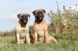 BULLMASTIFF 130